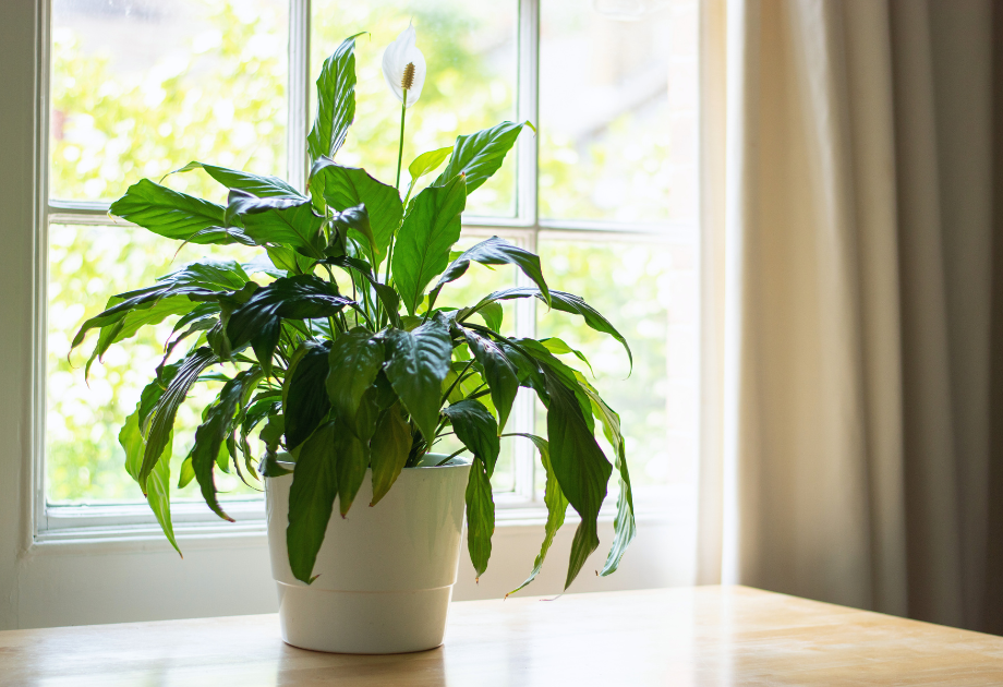 Peace Lily (Spathiphyllum)  